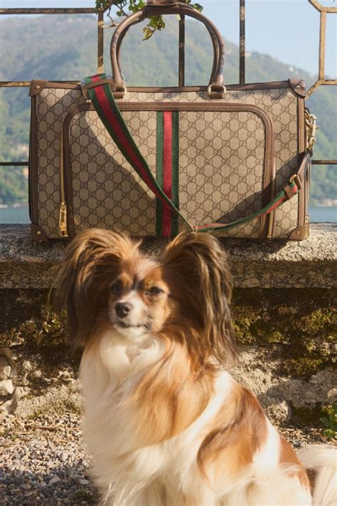 gucci pet wol|mytheresa gucci pets.